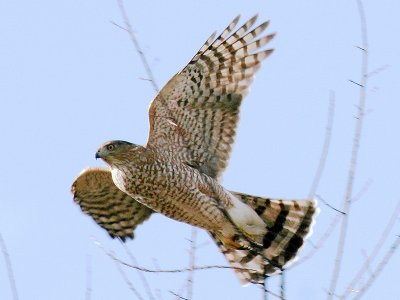 Cooper's Hawk Taking Flight