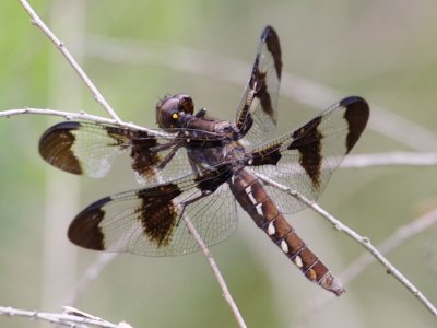 Common Whitetail - Female