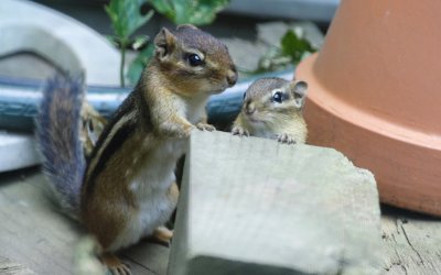 Backyard Buddies