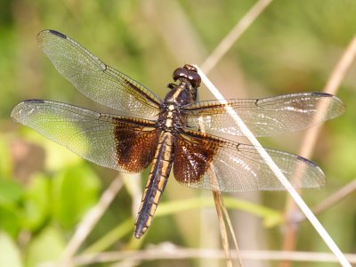 Widow Skimmer - Female