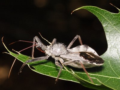 Wheel Bug