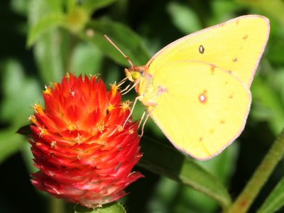 Orange Sulphur