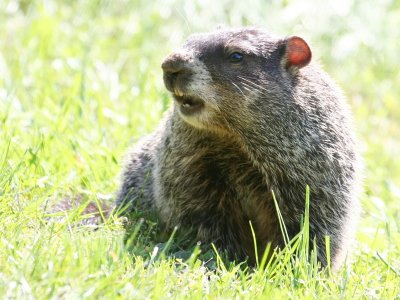 Groundhog