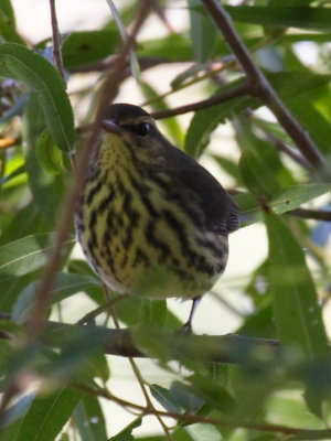 Northern Waterthrush