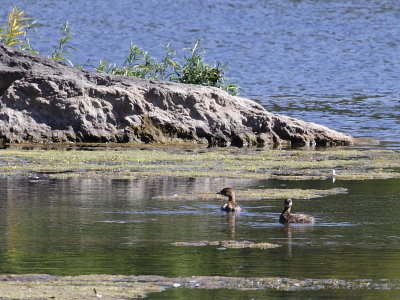 Pied-billed Grebes on the Potomac