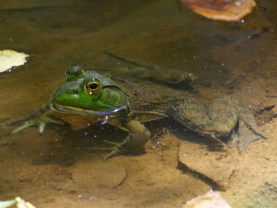 Green Frog