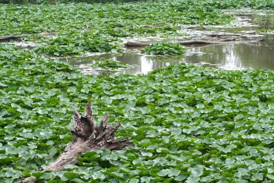 Lily Pond