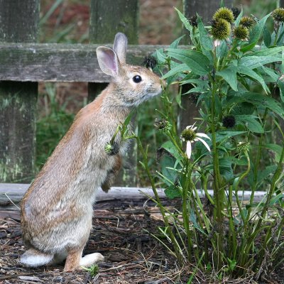 This Plant Smells Really Yummy!