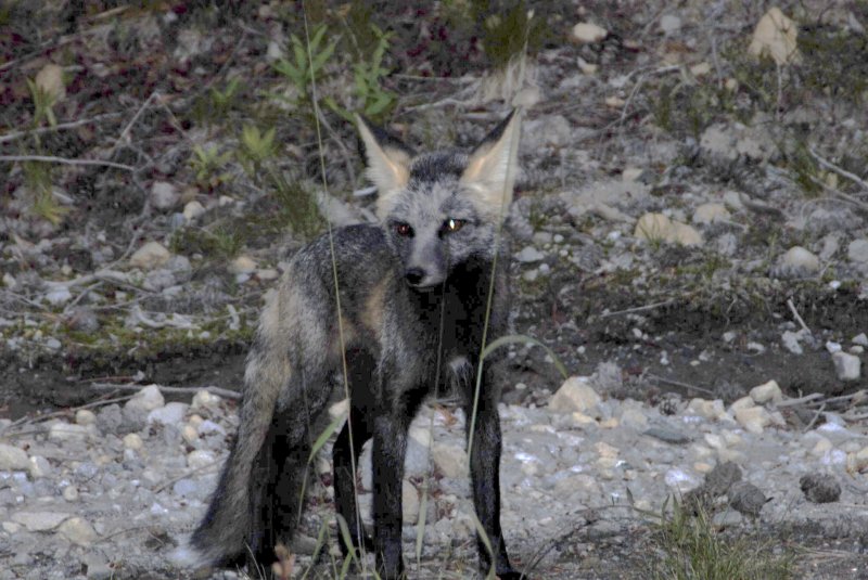 A local fox