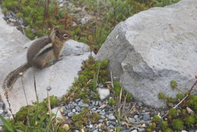 More of the friendly chipmunks
