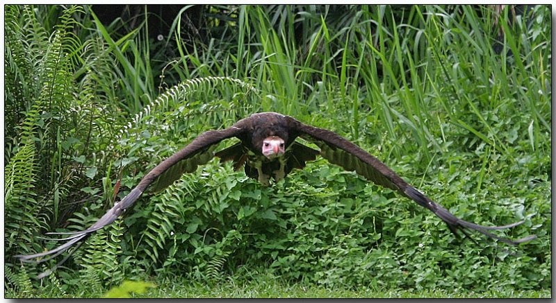White-headed Vulture