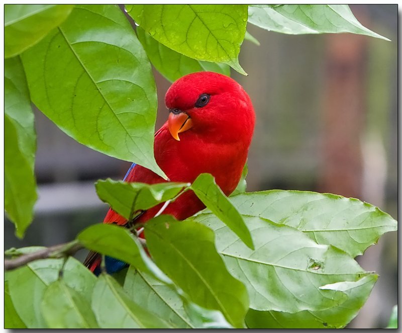 Red Lory