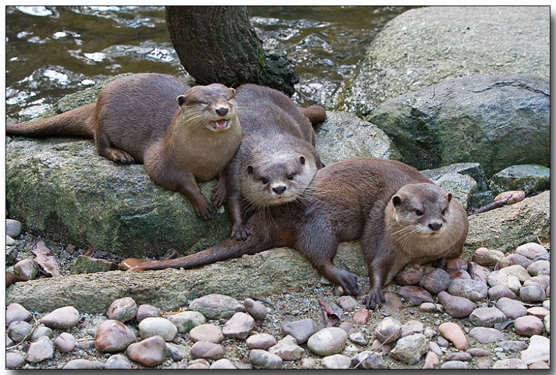 Asian Small-clawed Otters