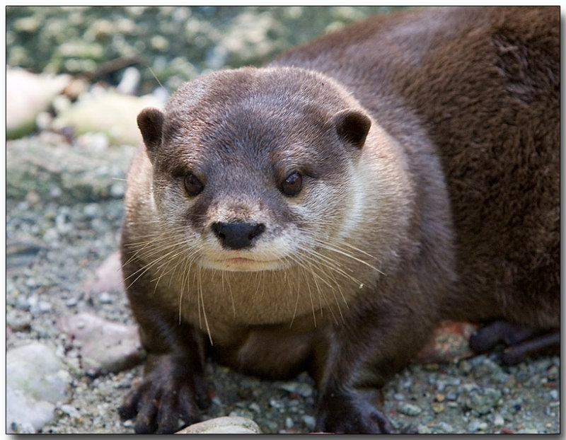 Asian Small-clawed Otter