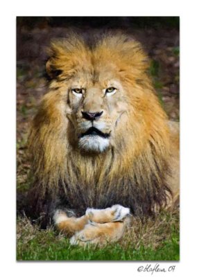 Lion King - Alexandria Zoo