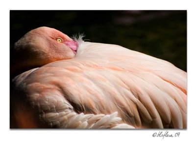 Flamingo 1 - Alexandria Zoo