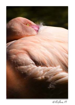 Flamingo 2 - Alexandria Zoo