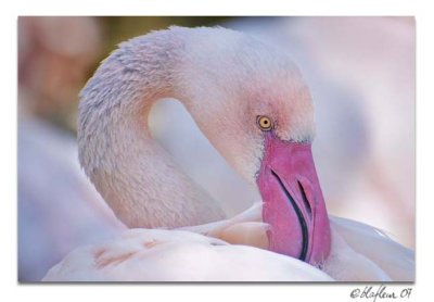 Flamingo 4 - Alexandria Zoo