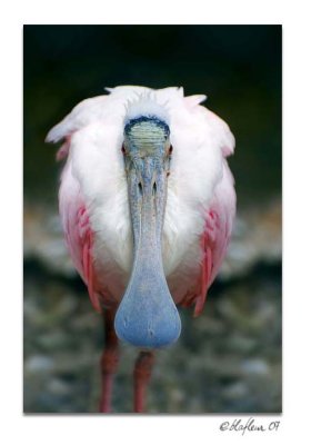 Spoonbill - Alexandria Zoo