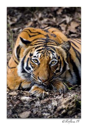 The Look - Alexandria Zoo
