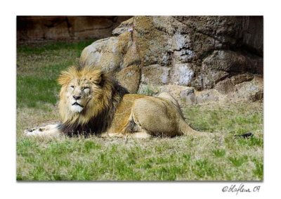 Resting Lion - Alexandria Zoo
