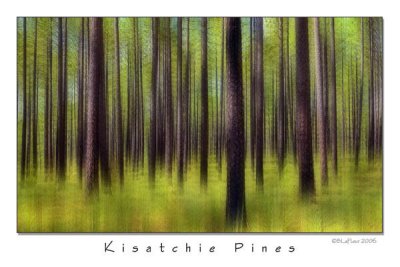 Kisatchie Pines