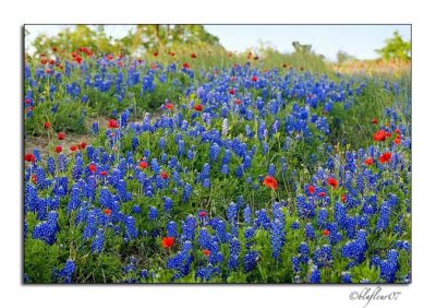 Texas Wildflowers - April 2007 -002.jpg