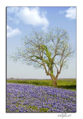 Texas Wildflowers - April 2007 -003.jpg