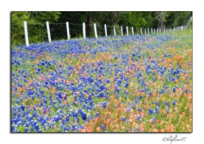 Texas Wildflowers - April 2007 -004.jpg