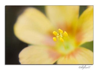 Texas Wildflowers - April 2007 -010.jpg