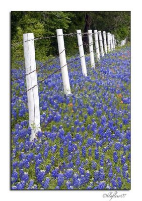 Texas Wildflowers - April 2007 -011.jpg