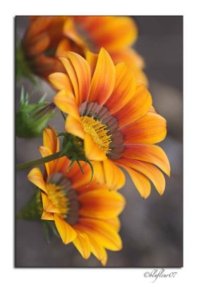 Texas Wildflowers - April 2007 -012.jpg