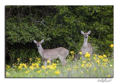 Texas Wildflowers - April 2007 -017.jpg