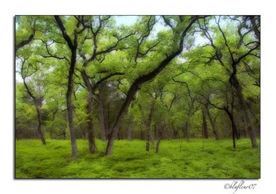 Texas Wildflowers - April 2007 -019.jpg