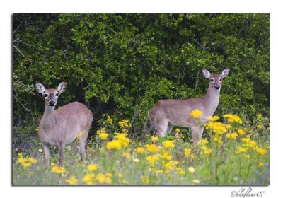 Texas Wildflowers - April 2007 -020.jpg