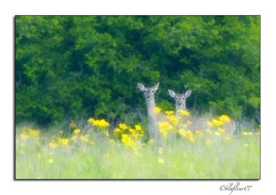 Texas Wildflowers - April 2007 -023.jpg