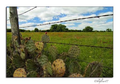 Texas Wildflowers - April 2007 -029.jpg