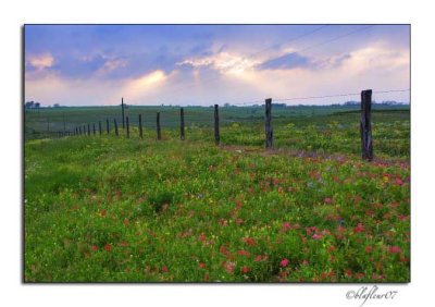 Texas Wildflowers - April 2007 -030.jpg