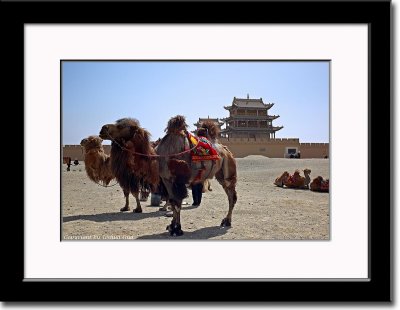 Camels on the Mongolian Side