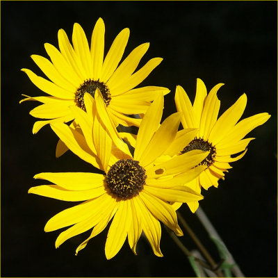 10 23 06 Yellow flowers, cropped, Minolta A1.jpg
