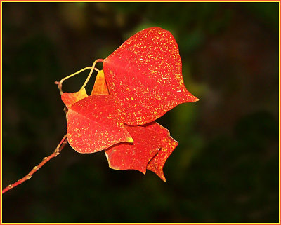 12 2006 Bright Winter Leaves, Minolta A1.jpg