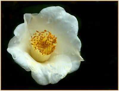 01 21 06 Winter flower1, Minolta A1.jpg