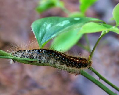 03 30 07  Caterpillar 1, A1.jpg