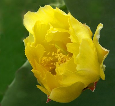 04 28 07  cactus flower, Minolta A1.jpg