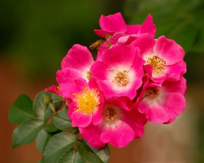 05 02 07  Pink flower & bee 2, Nikon D50,  Tamron 18-250.jpg