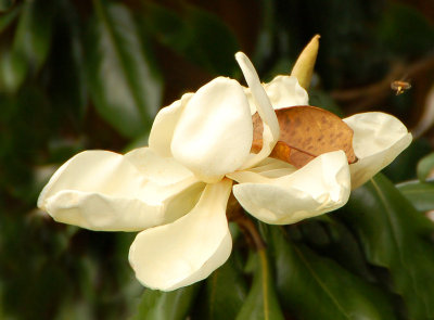 05 02 07 magnolia, Nikon D50, Tamron 18-250.jpg