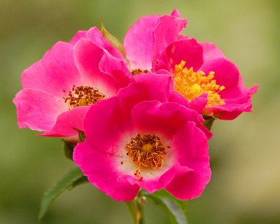 05 02 07 Pink Flower, Nikon D50, Tamron 18-250 lens.jpg