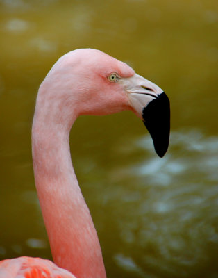 05 25 07 Flamingo, Ellen Trout Zoo, Lufkin, TX ,D50 tamron 18-250.jpg