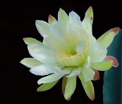 05 12 07 Cactus Flower,  Nikon, D50, Tamron 18-250.jpg