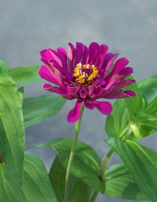 07 01 07 Purple Flower1, Minolta A1.jpg